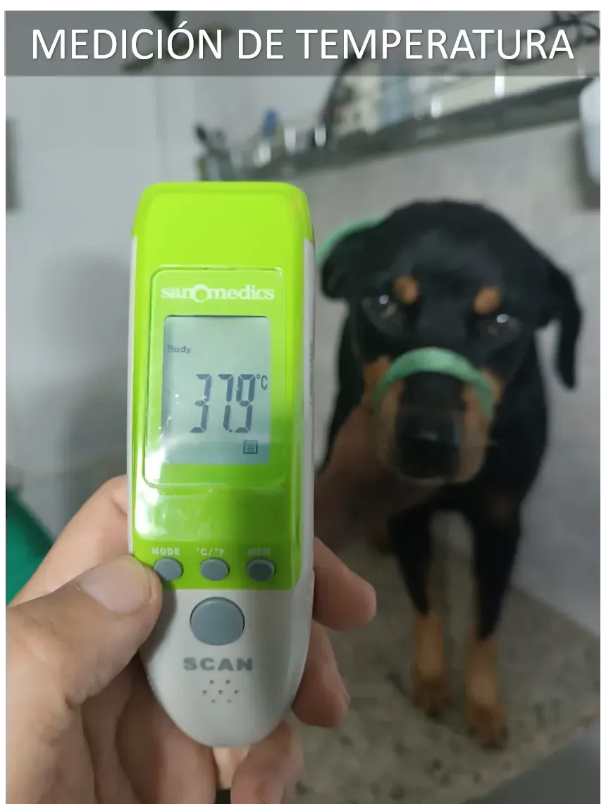 Consultas Médicas